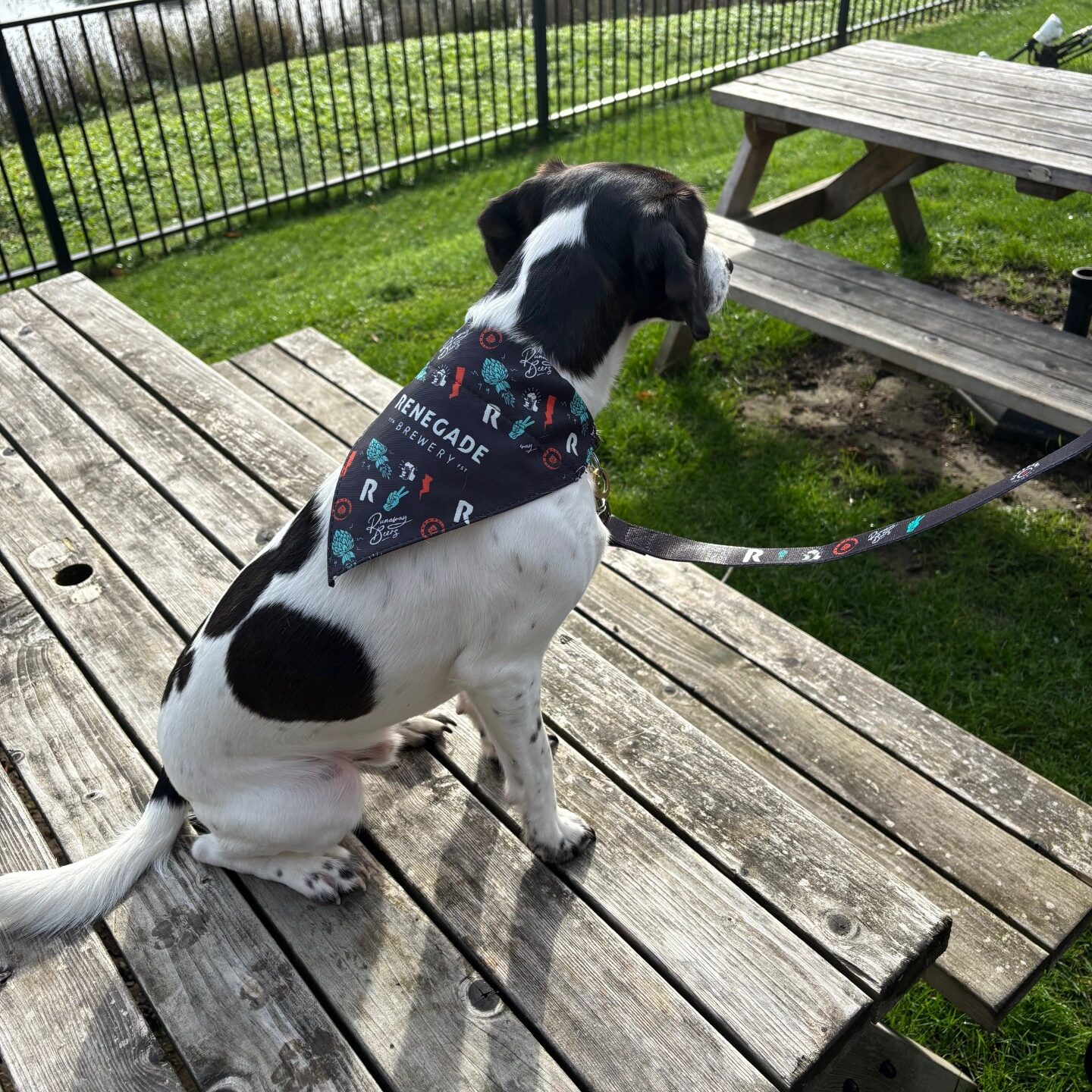 Renegade Pet Bandana